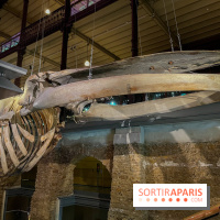 Grande Galerie de l'évolution- visuels 2024 - image00117