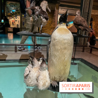 Grande Galerie de l'évolution- visuels 2024 - image00099