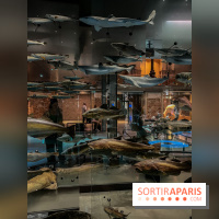 Grande Galerie de l'évolution- visuels 2024 - image00100