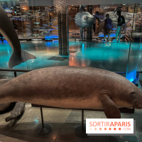 Grande Galerie de l'évolution- visuels 2024 - image00106