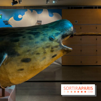 Grande Galerie de l'évolution- visuels 2024 - image00094