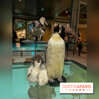 Grande Galerie de l'évolution- visuels 2024 - image00096