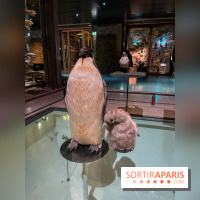 Grande Galerie de l'évolution- visuels 2024 - image00097