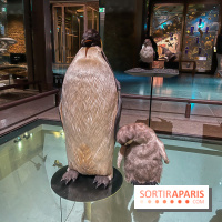 Grande Galerie de l'évolution- visuels 2024 - image00098