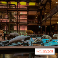 Grande Galerie de l'évolution- visuels 2024 - image00079