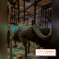 Grande Galerie de l'évolution- visuels 2024 - image00087