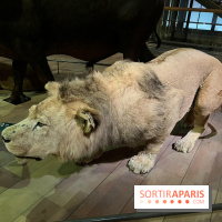 Grande Galerie de l'évolution- visuels 2024 - image00088