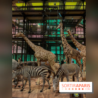 Grande Galerie de l'évolution- visuels 2024 - image00072