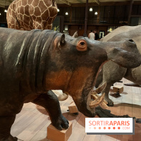 Grande Galerie de l'évolution- visuels 2024 - image00053