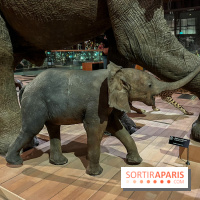 Grande Galerie de l'évolution- visuels 2024 - image00059