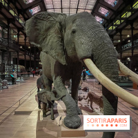 Grande Galerie de l'évolution- visuels 2024