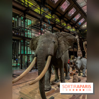 Grande Galerie de l'évolution- visuels 2024 - image00061