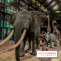 Grande Galerie de l'évolution- visuels 2024 - image00062