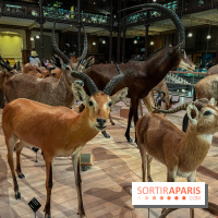 Grande Galerie de l'évolution- visuels 2024 - image00045