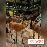 Grande Galerie de l'évolution- visuels 2024 - image00046