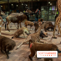 Grande Galerie de l'évolution- visuels 2024 - image00052