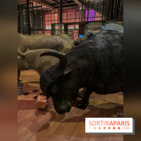 Grande Galerie de l'évolution- visuels 2024 - image00036