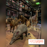 Grande Galerie de l'évolution- visuels 2024 - image00039