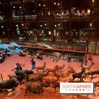 Grande Galerie de l'évolution- visuels 2024 - image00033