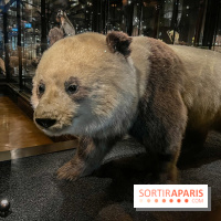 Grande Galerie de l'évolution- visuels 2024 - image00015