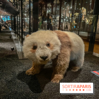 Grande Galerie de l'évolution- visuels 2024 - image00017