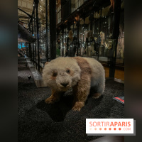 Grande Galerie de l'évolution- visuels 2024 - image00019