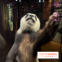 Grande Galerie de l'évolution- visuels 2024 - image00023