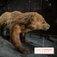 Grande Galerie de l'évolution- visuels 2024 - image00004