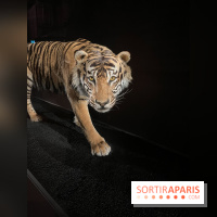 Grande Galerie de l'évolution- visuels 2024 - image00006