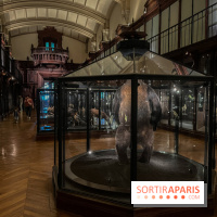 Grande Galerie de l'évolution- visuels 2024 - image00009