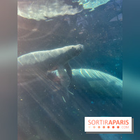 Zoo de Vincennes, Parc zoologique 2024 - nos photos - image00037