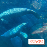 Zoo de Vincennes, Parc zoologique 2024 - nos photos - image00030