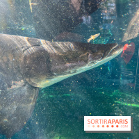 Zoo de Vincennes, Parc zoologique 2024 - nos photos - image00023