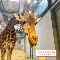 Zoo de Vincennes, Parc zoologique 2024 - nos photos - image00020