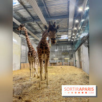 Zoo de Vincennes, Parc zoologique 2024 - nos photos - image00021