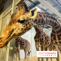 Zoo de Vincennes, Parc zoologique 2024 - nos photos - image00016