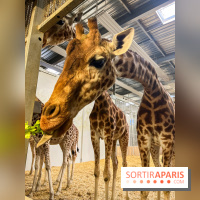 Zoo de Vincennes, Parc zoologique 2024 - nos photos - image00017