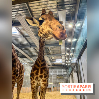 Zoo de Vincennes, Parc zoologique 2024 - nos photos - image00018