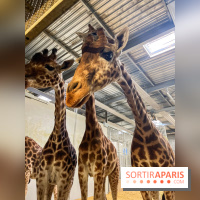 Zoo de Vincennes, Parc zoologique 2024 - nos photos - image00009