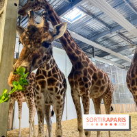 Zoo de Vincennes, Parc zoologique 2024 - girafes