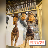 Zoo de Vincennes, Parc zoologique 2024 - nos photos - image00005