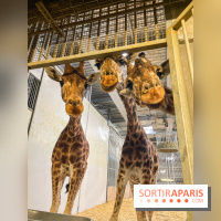 Zoo de Vincennes, Parc zoologique 2024 - nos photos - image00006