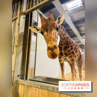 Zoo de Vincennes, Parc zoologique 2024 - nos photos - image00002