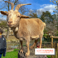 Visuels enfants, attractions, parc, Jardin d'Acclimatation, animaux, zoo - image00052