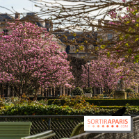 Les magnolias du Jardin du Palais Royal  -  A7C9080