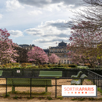 Les magnolias du Jardin du Palais Royal  -  A7C9088
