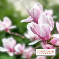Les magnolias du Jardin du Palais Royal  - IMG 7396