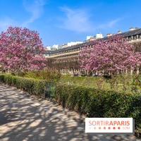 Les magnolias du Jardin du Palais Royal  - printemps - visuel Paris