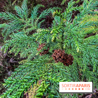 Arbor&Sens, l'Arboretum de Franchard en forêt de Fontainebleau - les photos - IMG 7957