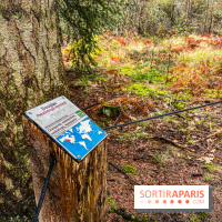Arbor&Sens, l'Arboretum de Franchard en forêt de Fontainebleau - les photos - IMG 7949